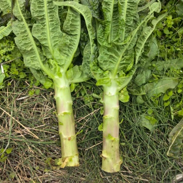 红莴笋不空心，没黑巴，自己基地货