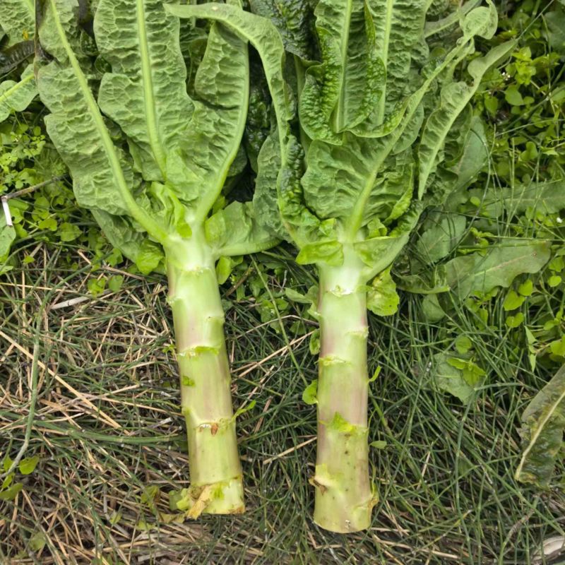 红莴笋不空心，没黑巴，自己基地货