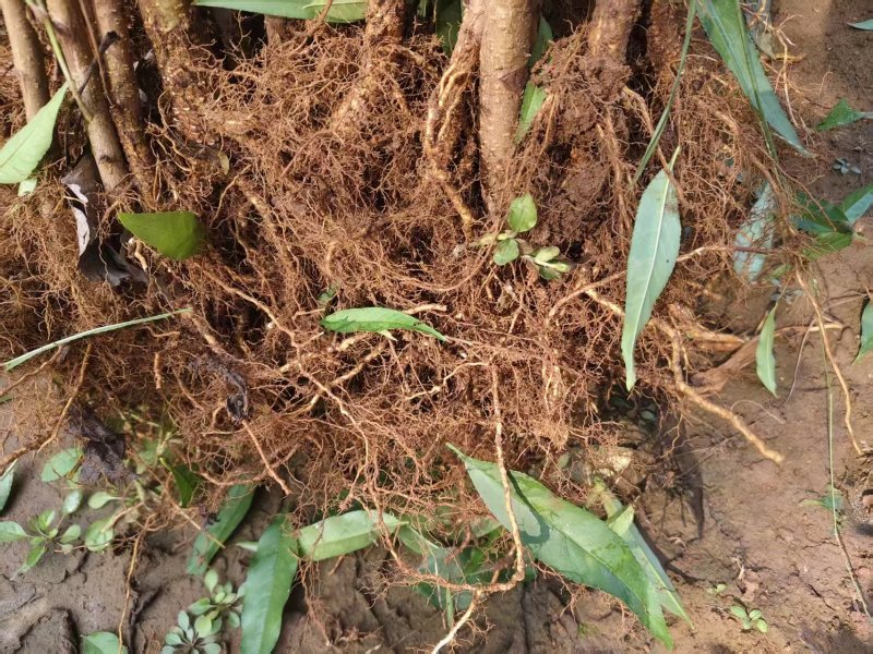 【山东桃树苗】本基地桃树苗品种多，保证纯，品质优，价格低