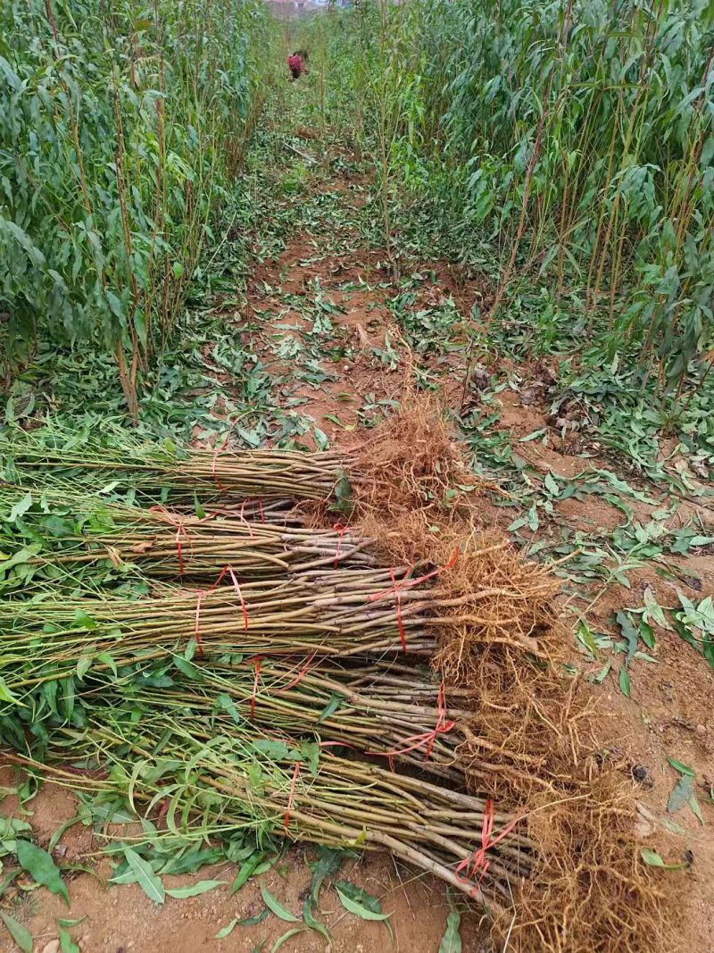 【山东桃树苗】本基地桃树苗品种多，保证纯，品质优，价格低