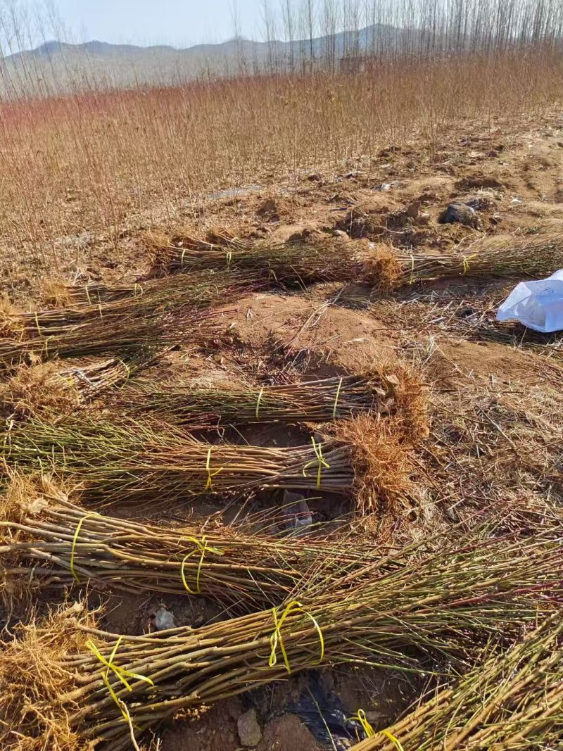 【山东桃树苗】本基地桃树苗品种多，保证纯，品质优，价格低