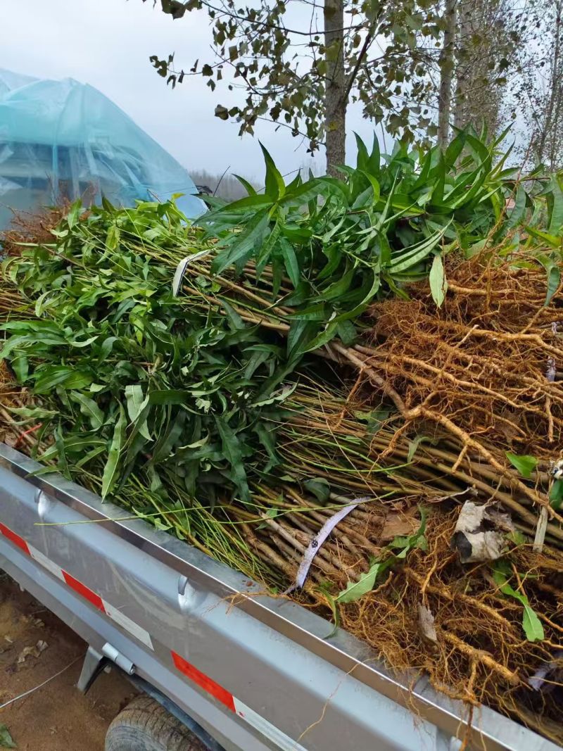 【山东桃树苗】本基地桃树苗品种多，保证纯，品质优，价格低