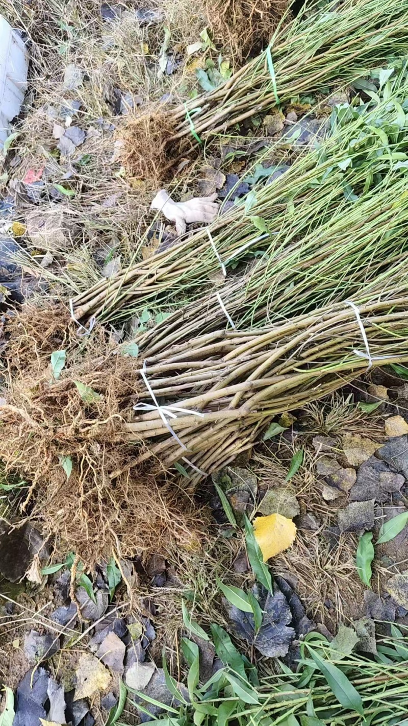 【山东桃树苗】本基地桃树苗品种多，保证纯，品质优，价格低