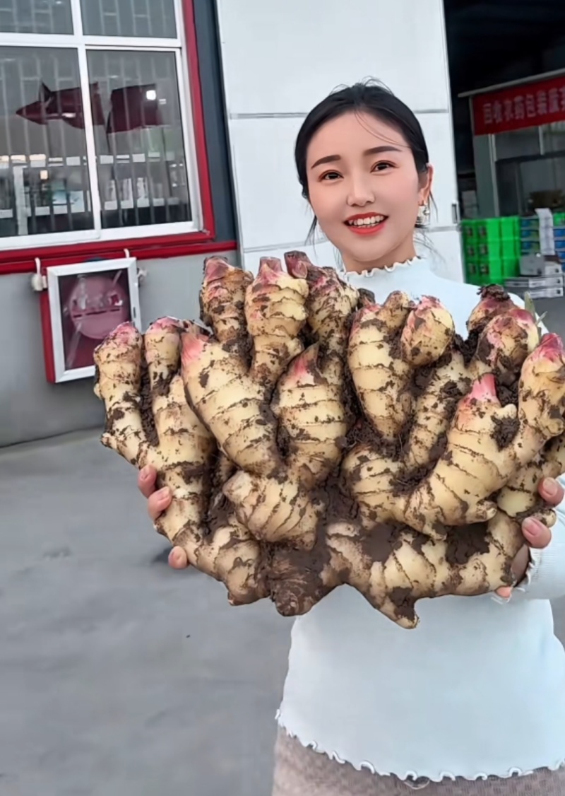 红芽鲜姜块头大杂质少产地一手货源保质保量价格便宜