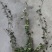 爬山虎常春藤杯苗，基地常年批发，各种规格