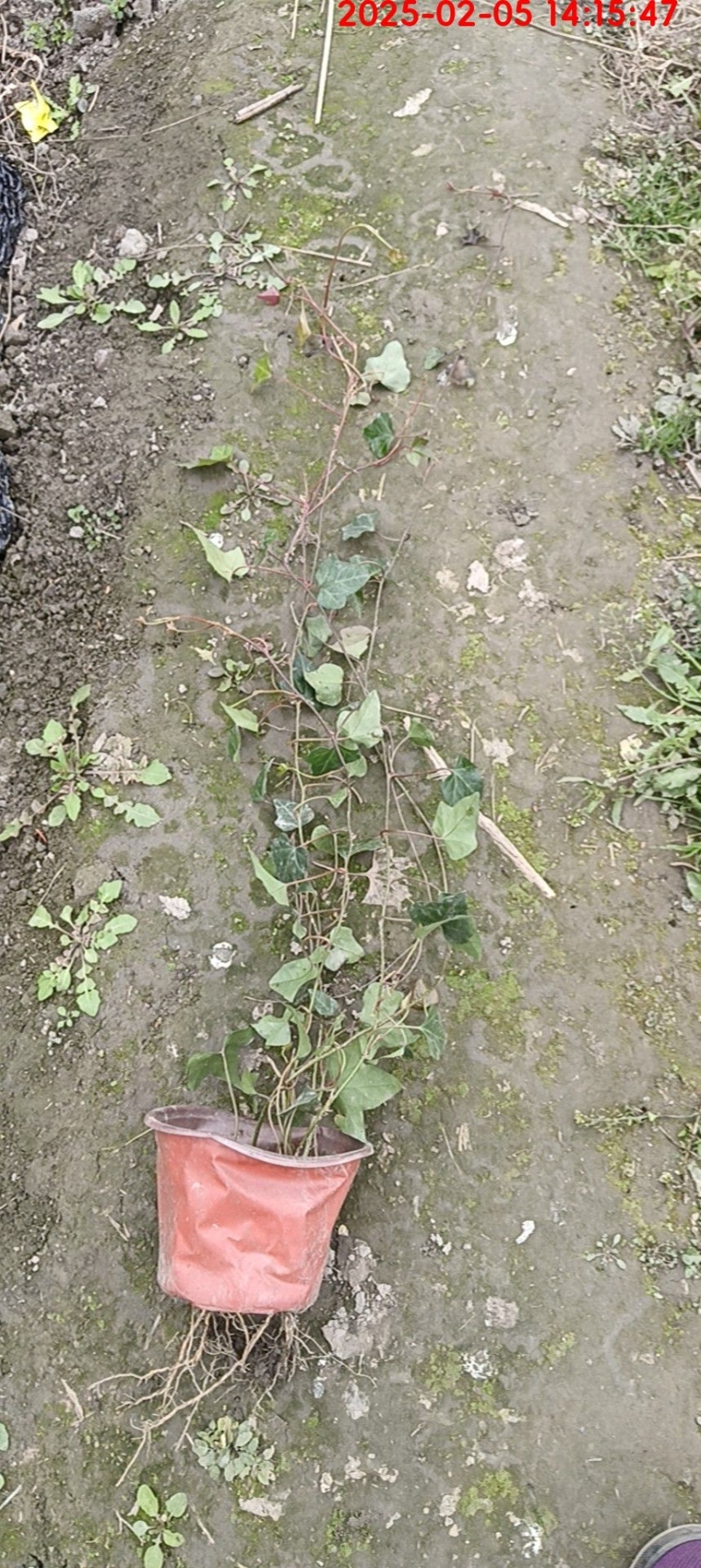 爬山虎常春藤杯苗，基地常年批发，各种规格