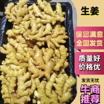 小黄姜红芽二姜全国发货坏烂包赔【辣味十足块头大杂质少】
