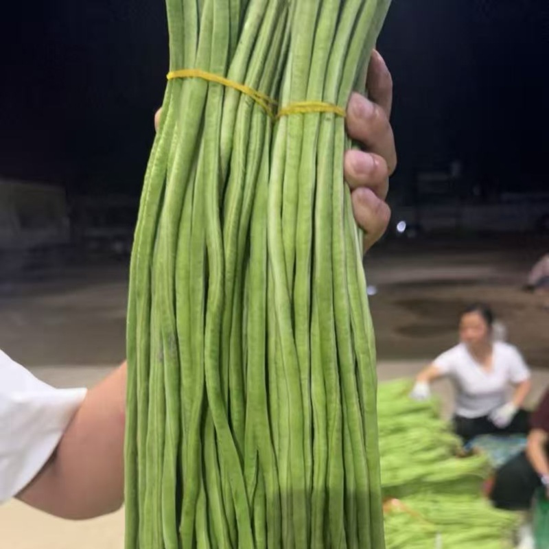 云南版纳长豆角，豇豆