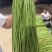 云南版纳长豆角，豇豆
