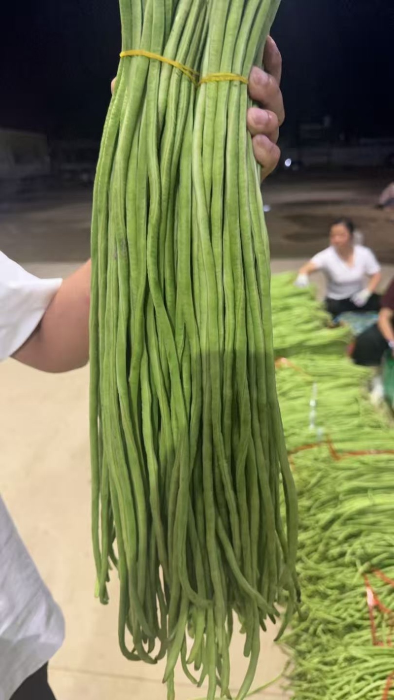 云南版纳长豆角，豇豆