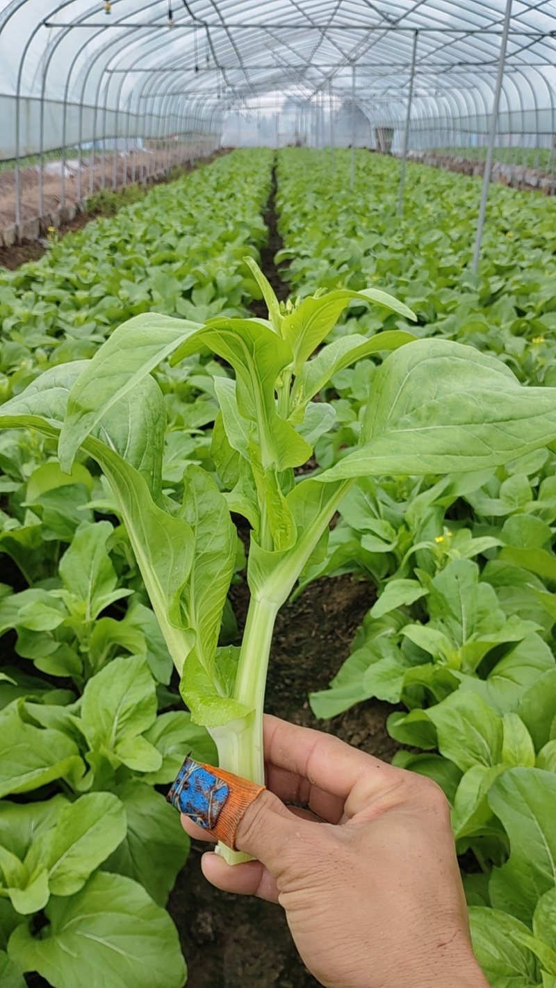 白菜苔