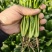 大叶菠菜供应各大平台电商，批发市场以及商超