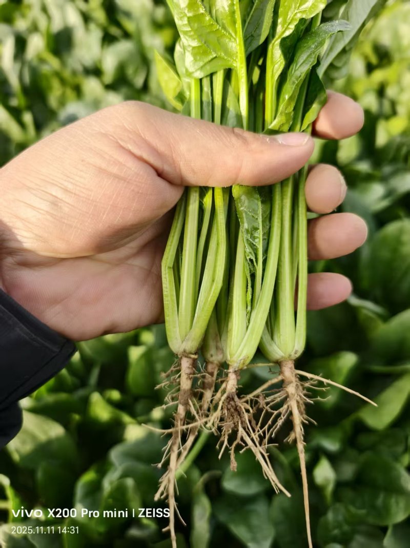 大叶菠菜供应各大平台电商，批发市场以及商超