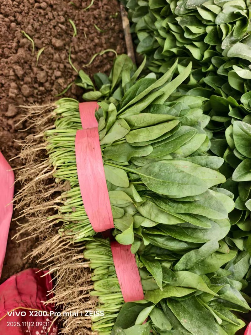 大叶菠菜供应各大平台电商，批发市场以及商超