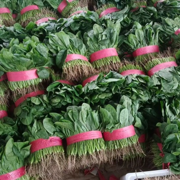 大叶菠菜供应各大平台电商，批发市场以及商超