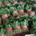 大叶菠菜供应各大平台电商，批发市场以及商超