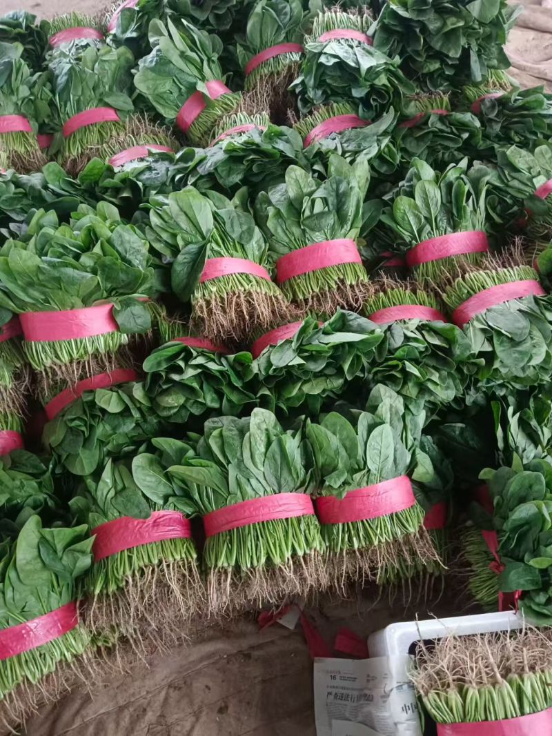 大叶菠菜供应各大平台电商，批发市场以及商超