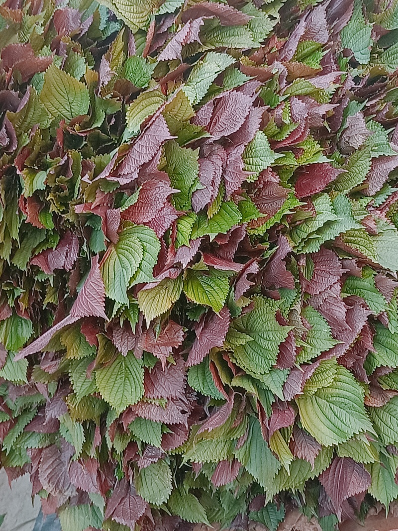 食用.药用.新鲜紫苏叶产地货源充足量大价优欢迎电话洽谈