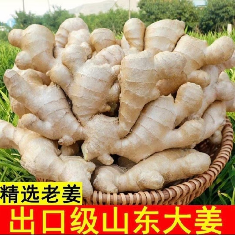 济宁大黄姜老姜生姜产地一手货源【辣味十足，姜块厚重】