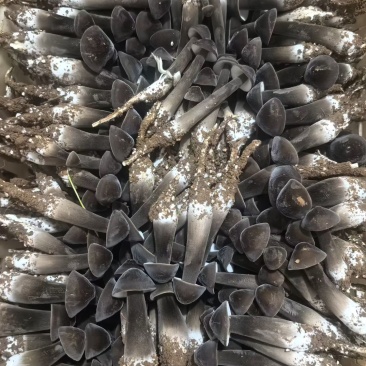 黑皮鸡枞123级