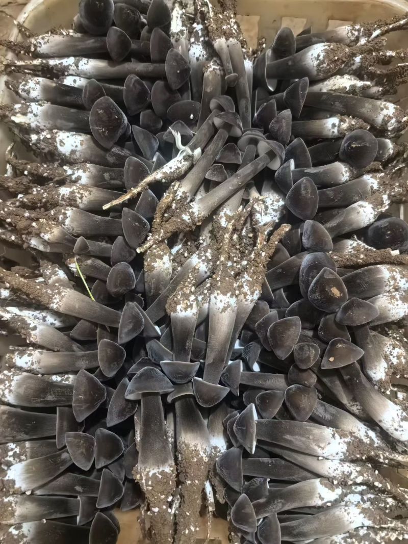 黑皮鸡枞123级