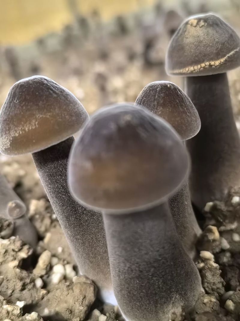 黑皮鸡枞123级