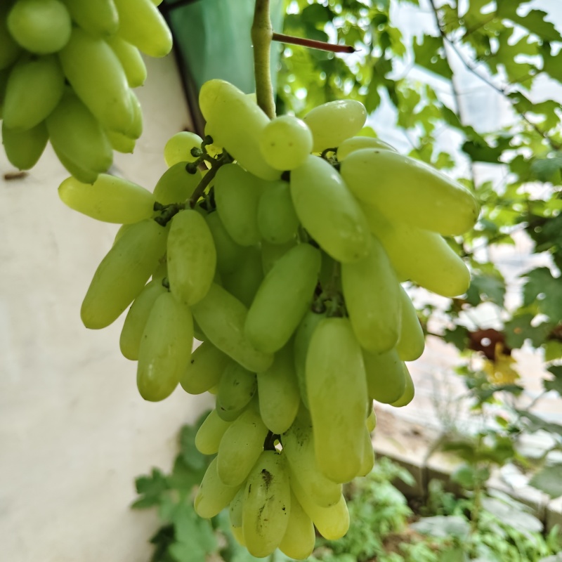 兰博基尼葡萄苗，自然大长粒，甜而多汁，中熟，可晒葡萄干