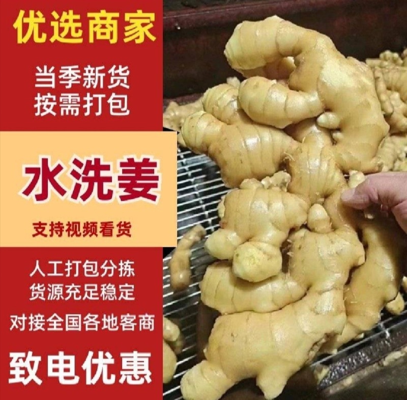 河南生姜大姜老姜红芽姜【姜块厚重辣味十足】产地一手货源