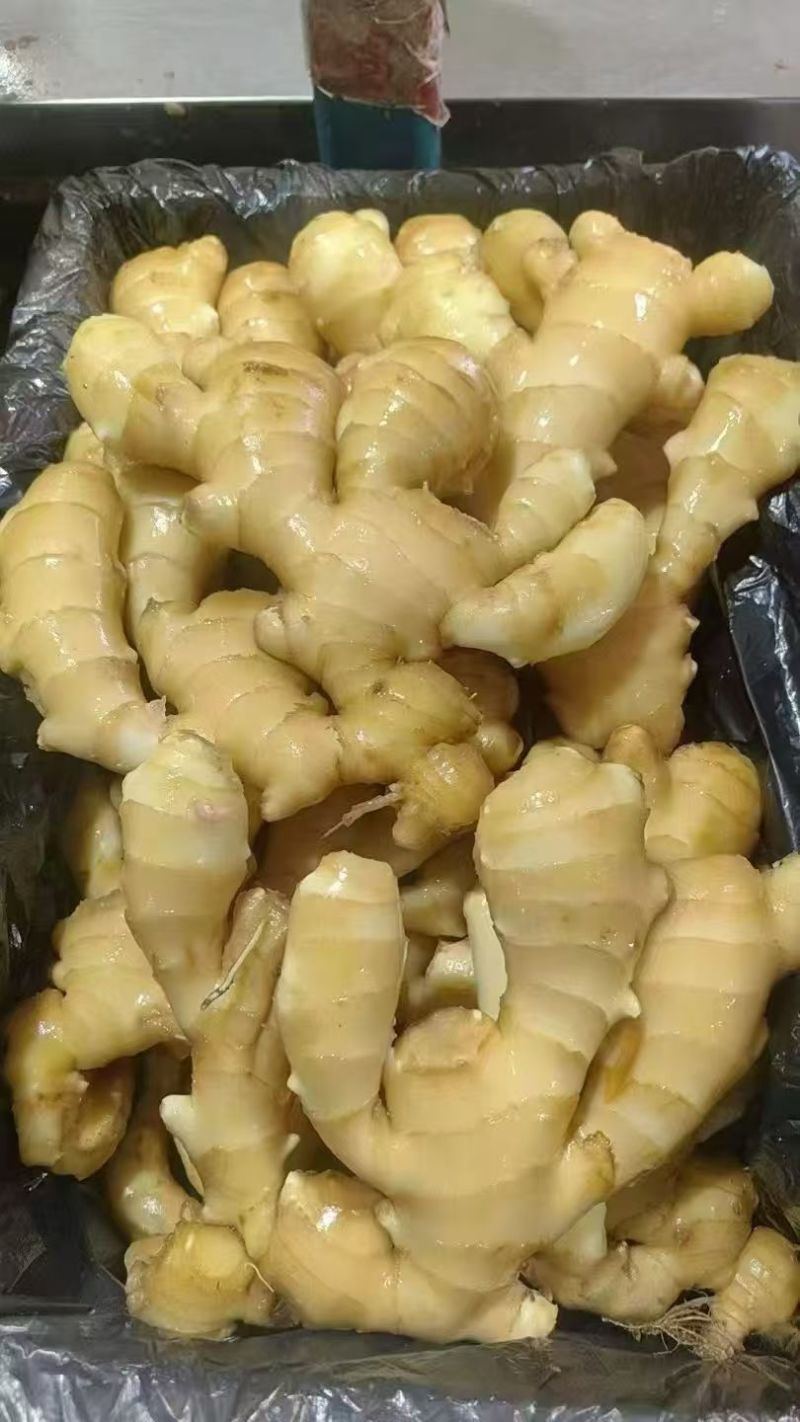河南生姜大姜老姜红芽姜【姜块厚重辣味十足】产地一手货源