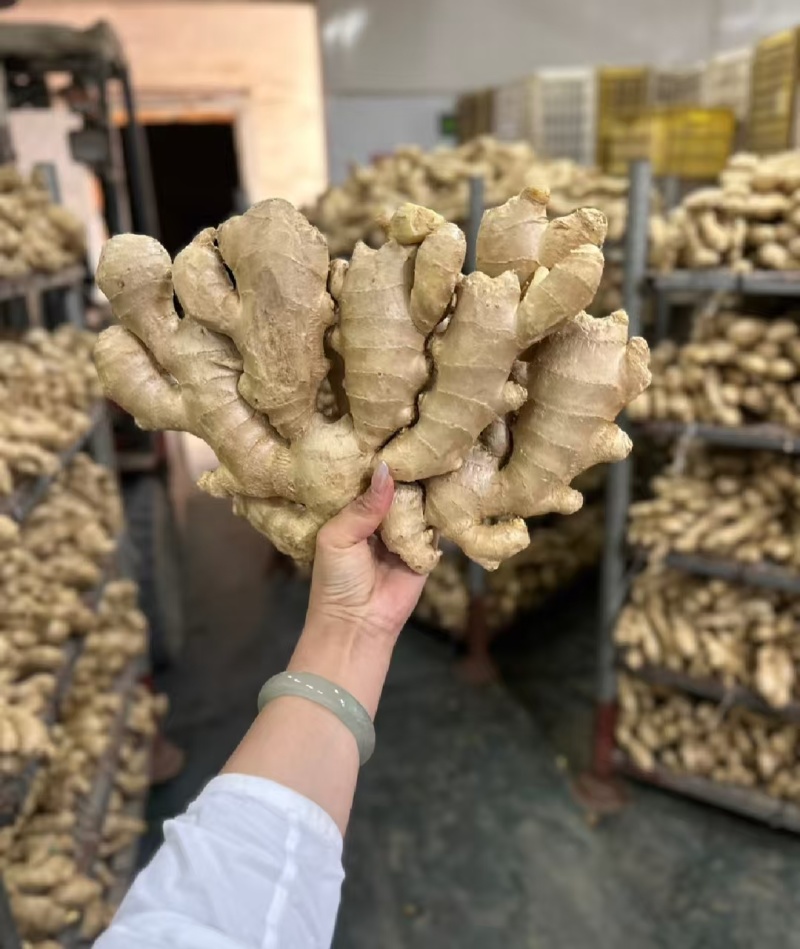 河南生姜大姜老姜红芽姜【姜块厚重辣味十足】产地一手货源