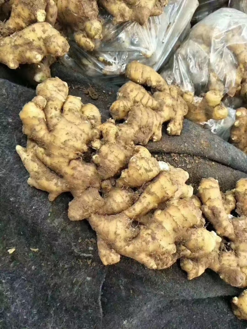 河南生姜大姜老姜红芽姜【姜块厚重辣味十足】产地一手货源