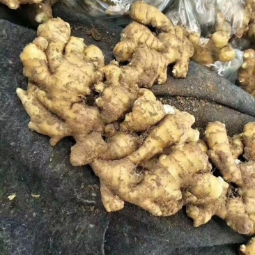 河南生姜大姜老姜红芽姜【姜块厚重辣味十足】产地一手货源
