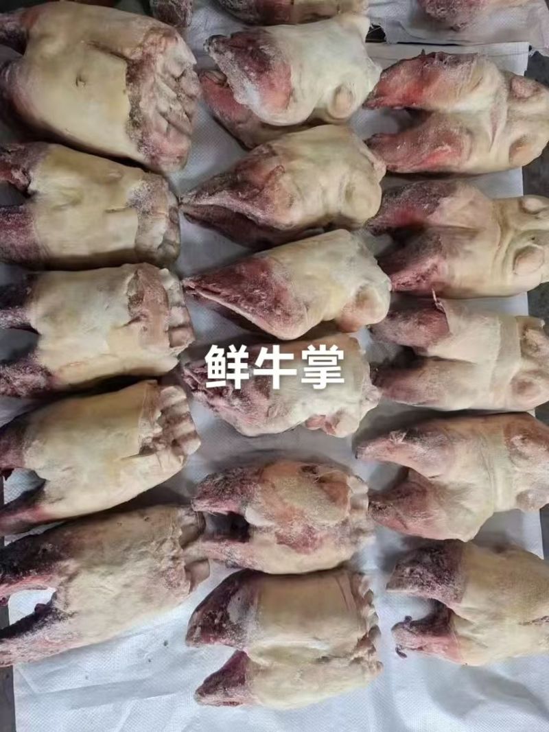 鲜牛掌牛蹄脚前蹄掌生水带骨牛掌牛蹄掌