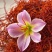 【藏红花】精品藏红花规格齐全保质保量支持视频看货
