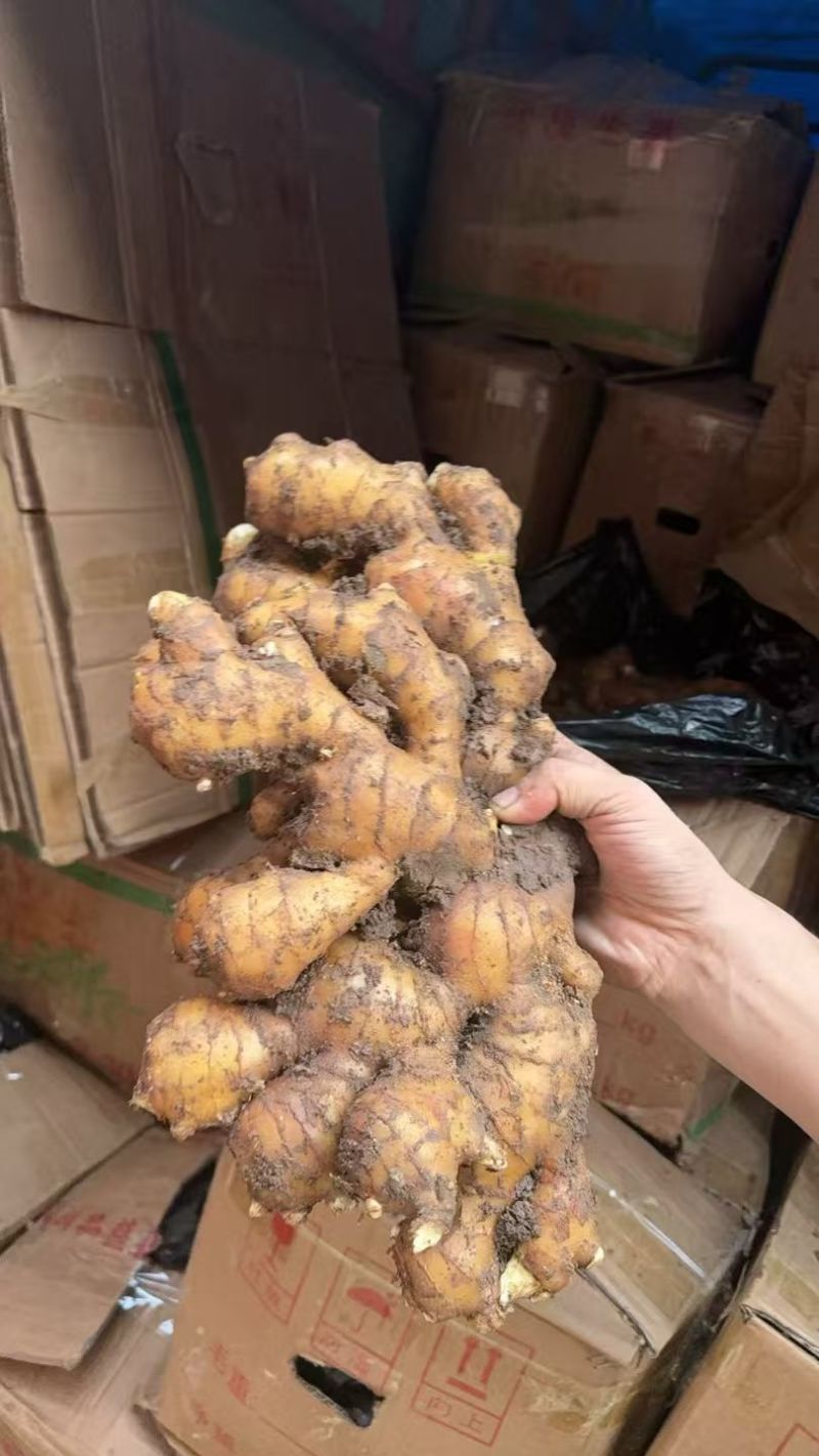 菏泽生姜大黄姜老姜鲜姜辣味足块头大【电商市场商超外贸】