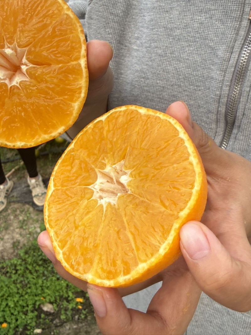 象山红美人蜜桔产地直销价格实惠