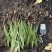 毛慈菇种苗山芋头种苗冰球子种苗