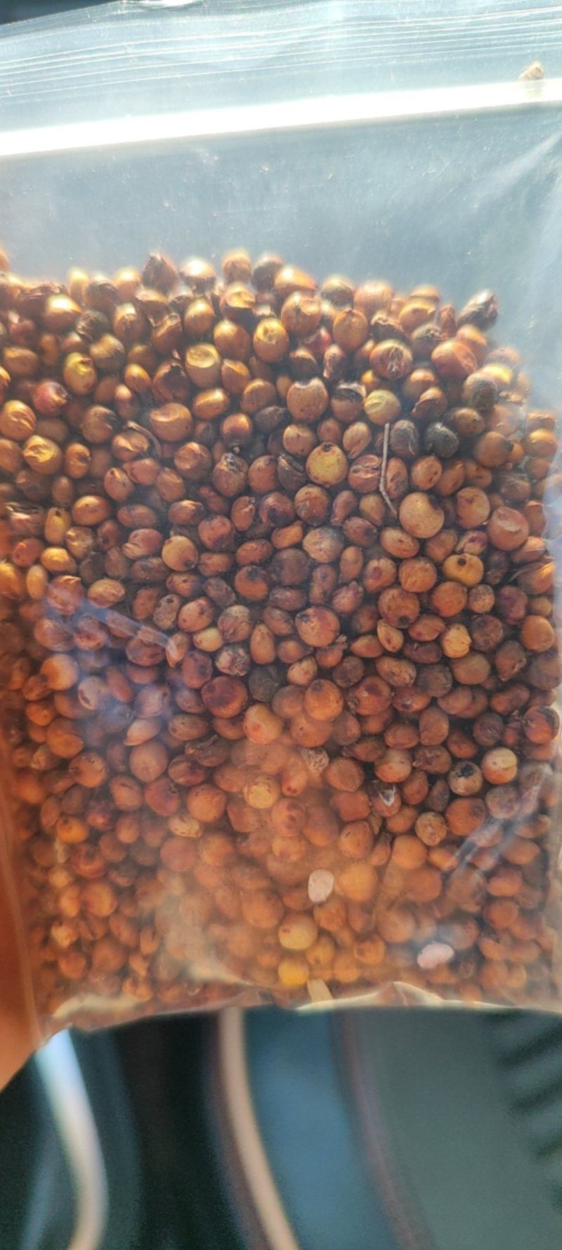 甘肃庆阳产地红高粱