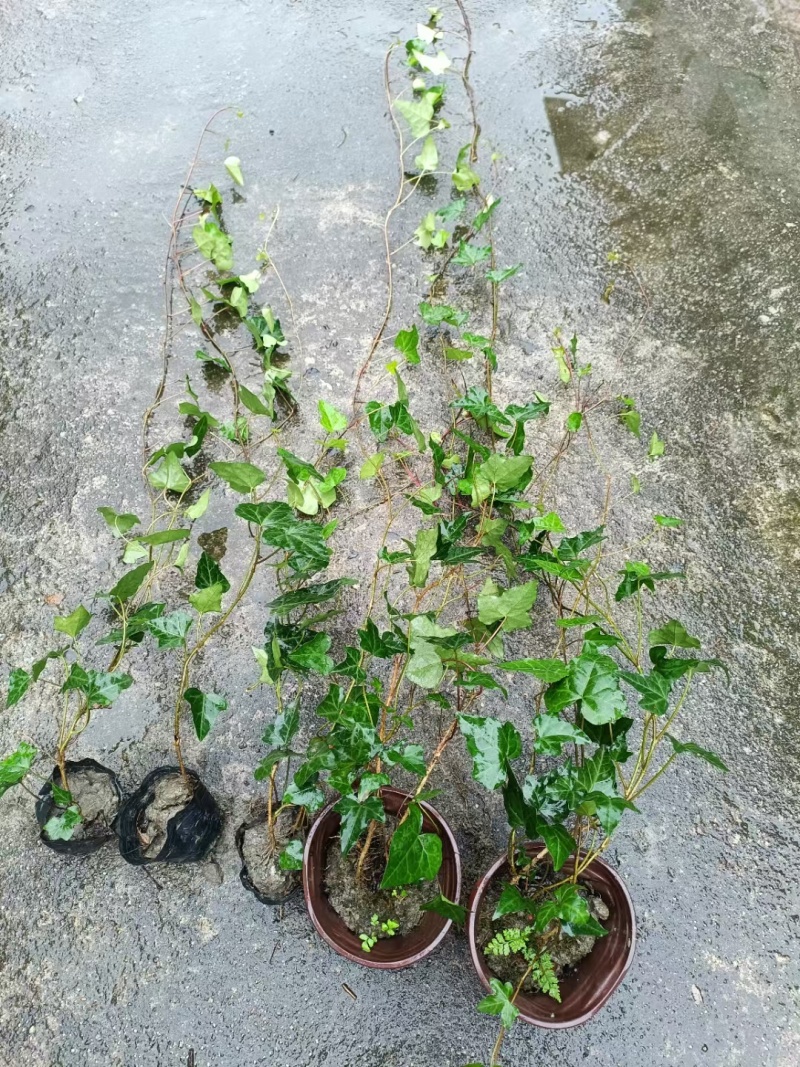 爬山虎常春藤杯苗，基地常年批发，各种规格