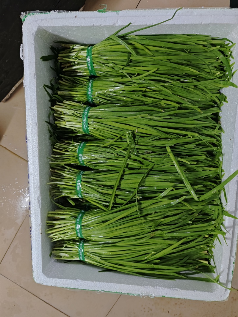 供港扎把，定量韭菜