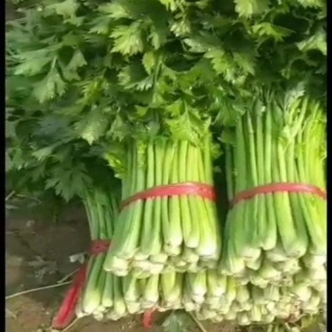 茂园生态农场西芹