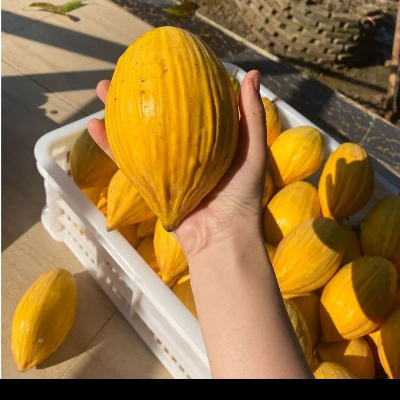 云南鸡蛋果耀堂仙桃木瓜仙桃老品种蛋黄果狮头果产地一件代发