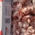 多肉大棒骨