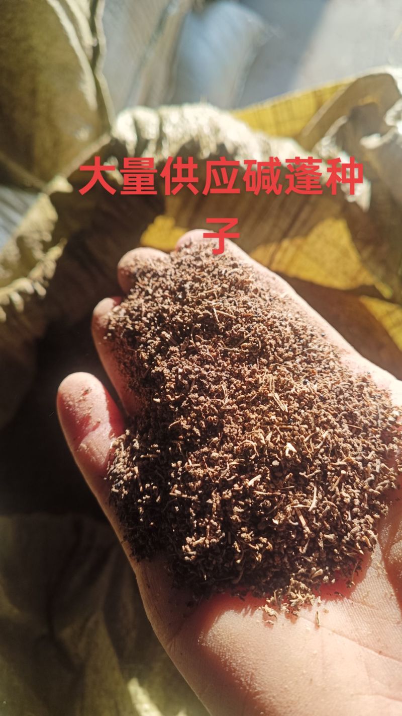 碱蓬种子/山东滨州产区直发/大量现货/欢迎电联