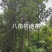 供8至12公分八角树地苗