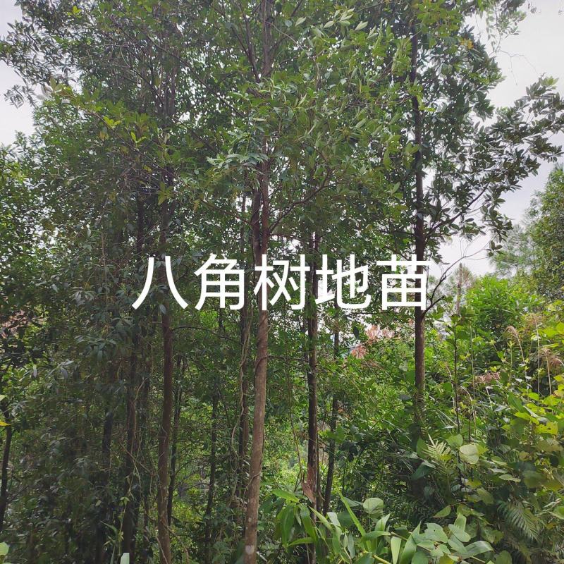 供8至12公分八角树地苗