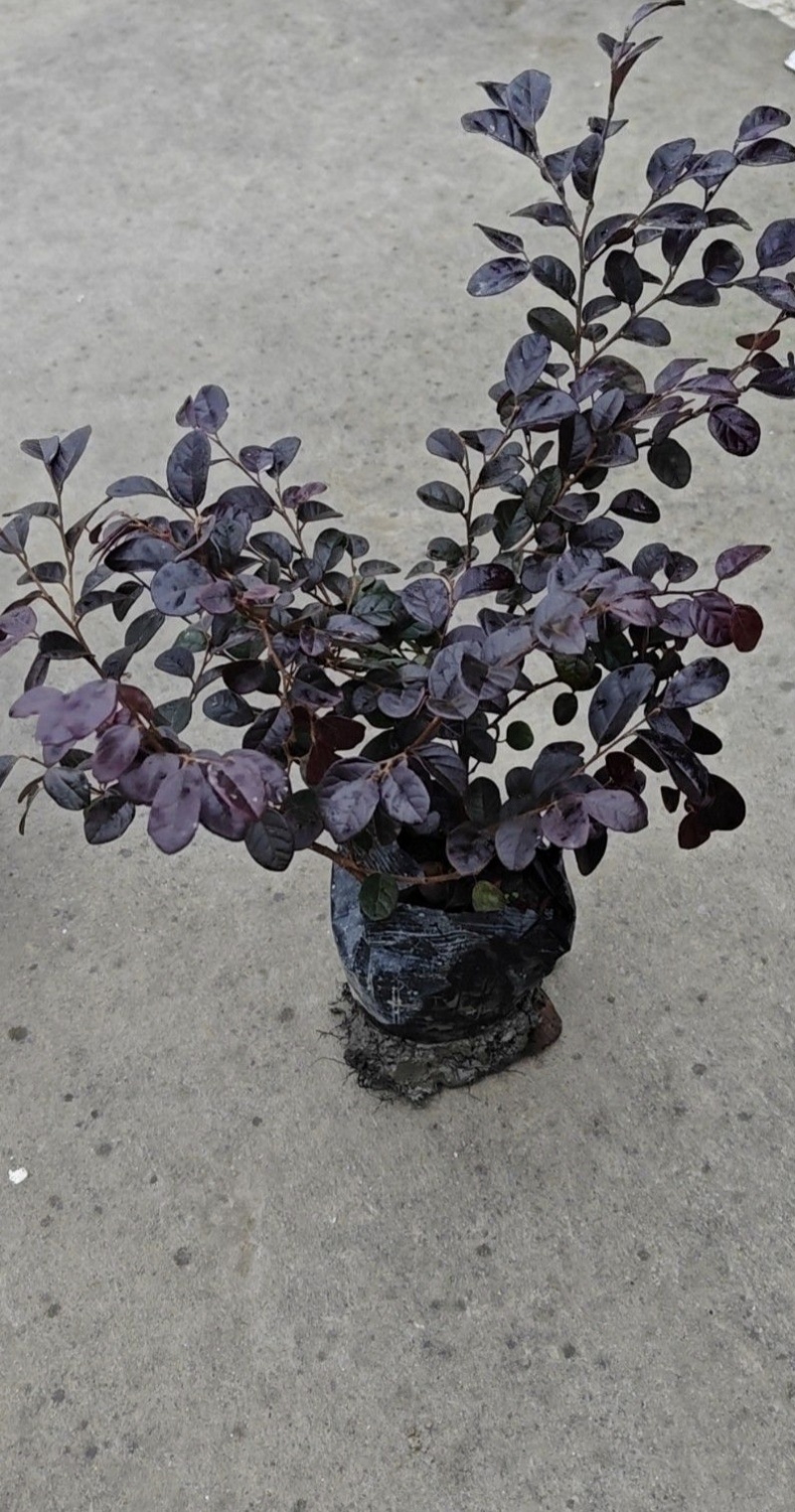 红花继木容器苗，高25，30，40各种规格，基地常年批发