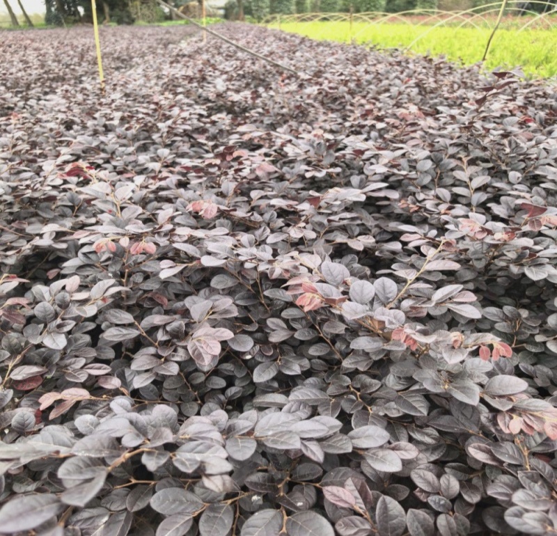 红花继木容器苗，高25，30，40各种规格，基地常年批发