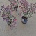 红花继木容器苗，高25，30，40各种规格，基地常年批发