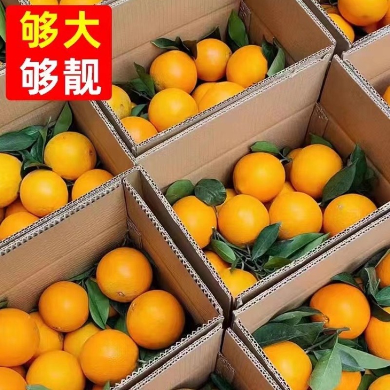 【一件代发】正宗赣南脐橙电商直播可指定赣南发货